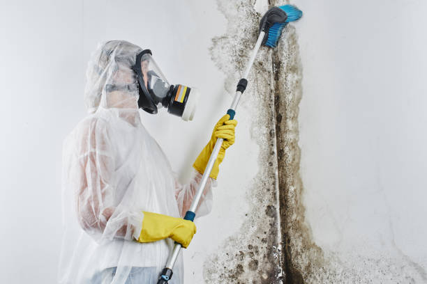 Best Mold Removal for HVAC Installations  in New Freedom, PA